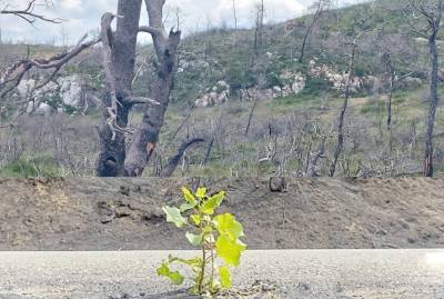 Καλαμάτα: Δύο ντοκιμαντέρ για τις πυρκαγιές από τον Ηλιακό Κινητό Κινηματογράφο