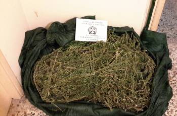 25 κιλά χασίς και 401 χασισόδεντρα στον Αγιο Βασίλειο Ανατολικής Μάνης (φωτογραφίες)