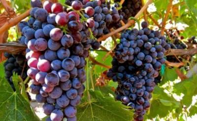 Ηλεκτρονική δήλωση αμπελουργικών προϊόντων