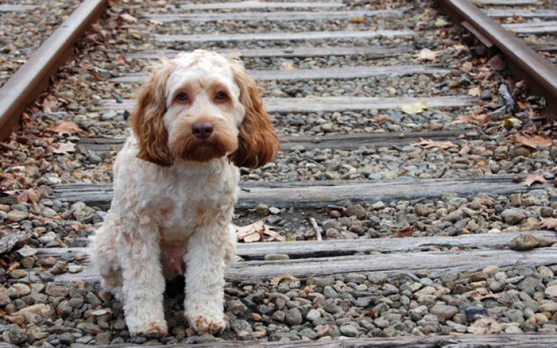 Λαϊκή μουσική βραδιά για τα αδέσποτα στους Γαργαλιάνους