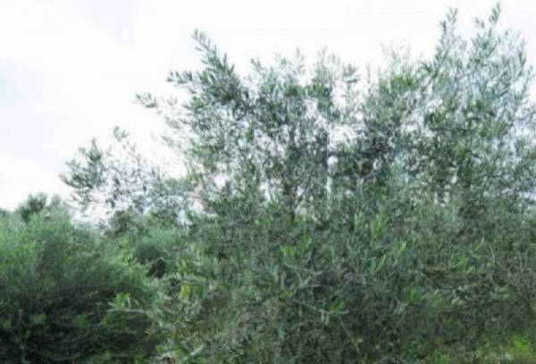 Μεσσηνία: Αυτή την εβδομάδα τελειώνουν οι ψεκασμοί δακοκτονίας