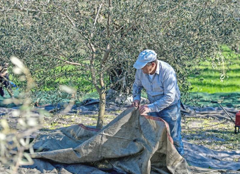 Τριφυλία: 30% κάτω η παραγωγή ελαιολάδου λόγω ξηρασίας