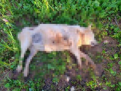 Νεκρά σκυλιά από φόλα στους Γαργαλιάνους