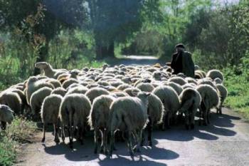 Απογραφή αιγοπροβάτων στη Μεγαλόπολη