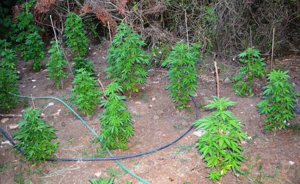 Μεσσηνία: Σύλληψη 37χρονου με 44 χασισόδεντρα στον Αριστομένη