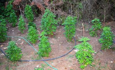 Μεσσηνία: Σύλληψη 37χρονου με 44 χασισόδεντρα στον Αριστομένη