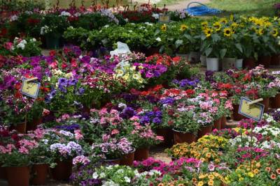 Ξεκίνησε η 10η Ανθοκομική Έκθεση Καλαμάτας στο Πάρκο Σιδηροδρόμων - Το πρόγραμμα