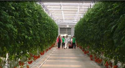 "Εύφορη Γη": Πώς το όραμα συναντά την καινοτομία στη μονάδα της ΑΓΑΝ στη Μεσσήνη (βίντεο)