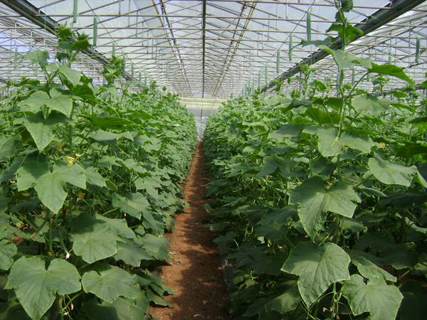 "Νέες τεχνολογίες στη σύγχρονη γεωργία" στο ΤΕΙ Πελοποννήσου