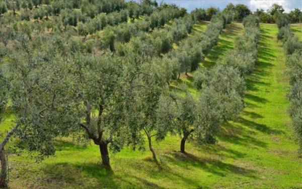 Η Διεύθυνση Δασών Μεσσηνίας για τους χάρτες