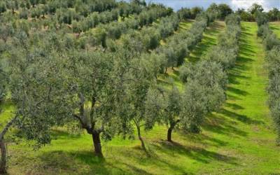 Η Διεύθυνση Δασών Μεσσηνίας για τους χάρτες 