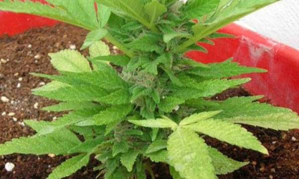 Γλάστρα με χασίς στη Μεσσήνη