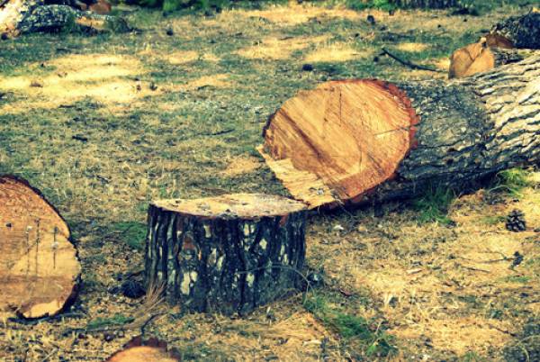 Κόβουν τα δέντρα όταν γεράσουν και στην Καλαμάτα