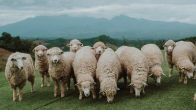 ΥΠΑΑΤ: Ξεκινά η ενεργοποίηση ιδιωτών κτηνιάτρων για την αντιμετώπιση της ευλογιάς