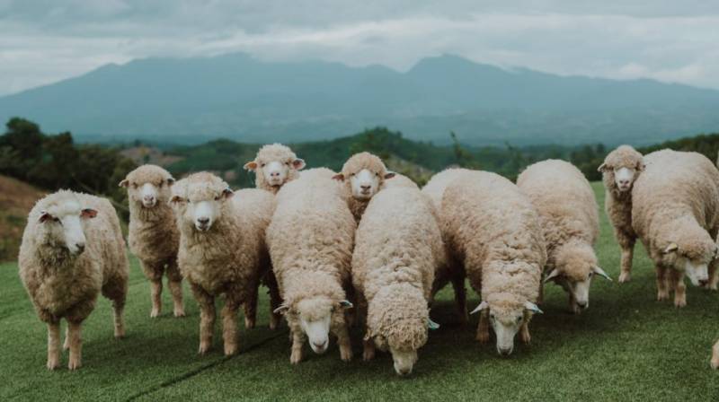 ΥΠΑΑΤ: Ξεκινά η ενεργοποίηση ιδιωτών κτηνιάτρων για την αντιμετώπιση της ευλογιάς