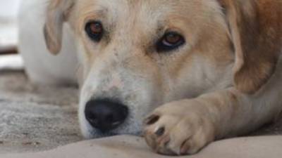 Υπουργείο Τουρισμού: Θεσμοθέτηση σήματος τουριστικού καταλύματος φιλικού προς τα ζώα συντροφιάς