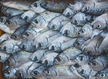 Καταστήματα πωλούσαν κατεψυγμένα για νωπά