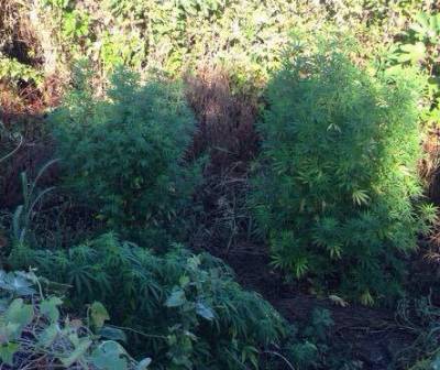 Σύλληψη 46χρονου για 5 χασισόδεντρα στη Βαλύρα