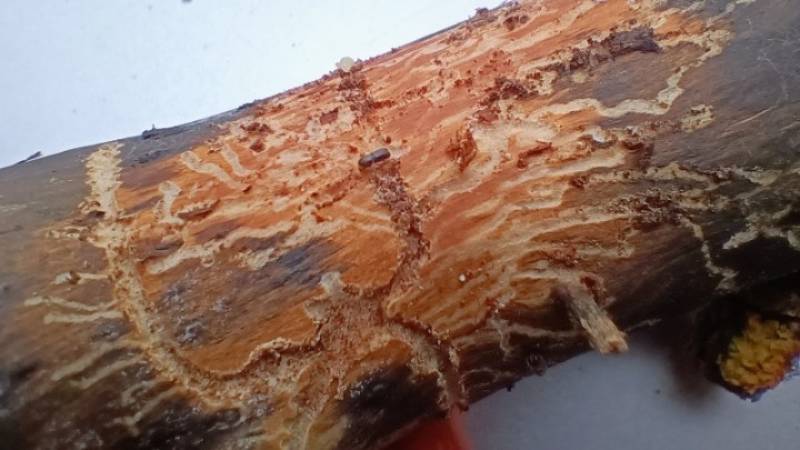 «Καρχαρίες» στο δάσος - Τα φλοιοφάγα έντομα επιτίθενται στα εξασθενημένα έλατα της Ελλάδας - Τι πρέπει να γίνει