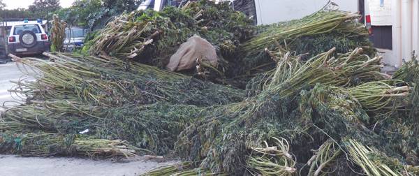 Πάνω από 1.000 χασισόδεντρα σε «φυτεία» στους Γαργαλιάνους