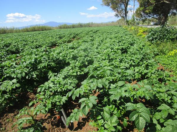 Ξεκίνησε η συγκομιδή στη Μεσσήνη: Με 60 λεπτά το κιλό οι φρέσκες πατάτες