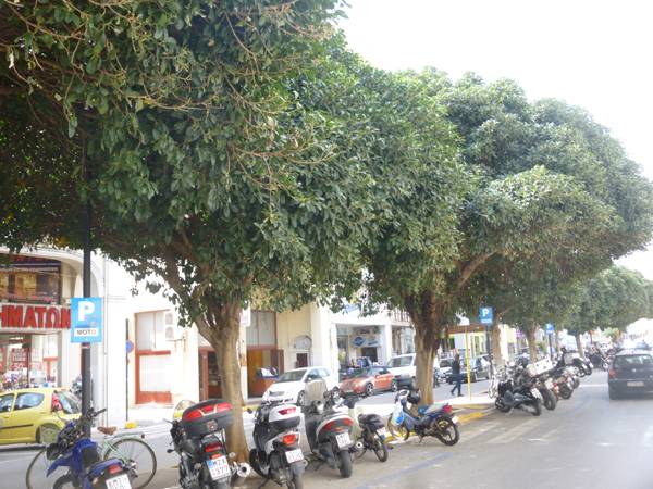 Οι φίκοι της 23ης Μαρτίου