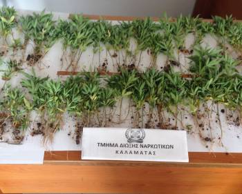 "Ορφανή" χασισοφυτεία εντοπίστηκε στην Καρποφόρα Μεσσηνίας