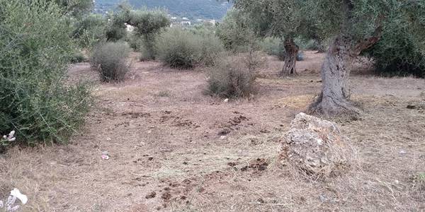 Η ζωοπανήγυρη στην Κυπαρισσία τελείωσε πριν ξεκινήσει