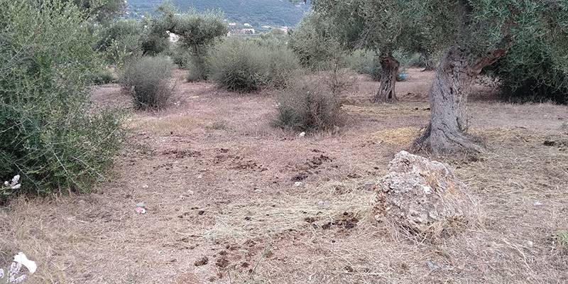 Η ζωοπανήγυρη στην Κυπαρισσία τελείωσε πριν ξεκινήσει