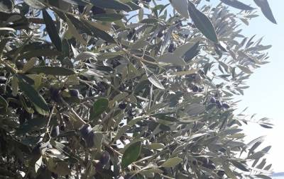 Στα 50 εκατ. εκτιμάται η ζημιά από το δάκο: Εισαγγελική παρέμβαση ζητούν οι ελαιοπαραγωγοί