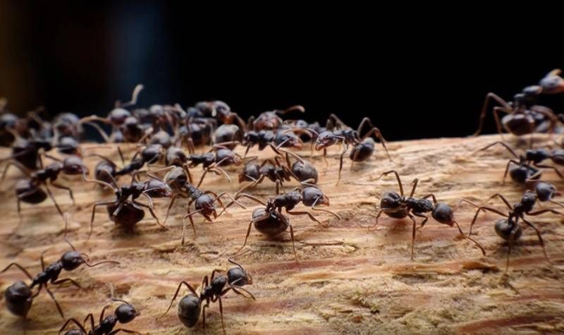 Πόσα μυρμήγκια υπάρχουν στη Γη; - Οι επιστήμονες εξηγούν