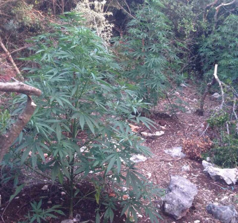 Μεσσηνία: Καλλιεργούσε πέντε φυτά χασίς στους Χράνους