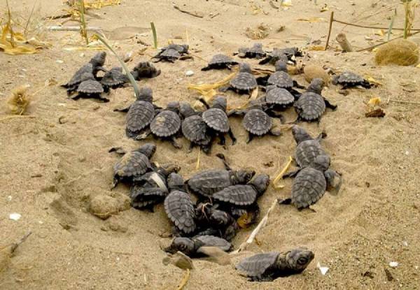 Καταδίκη της Ελλάδας για μη προστασία της Caretta caretta στον Κυπαρισσιακό 