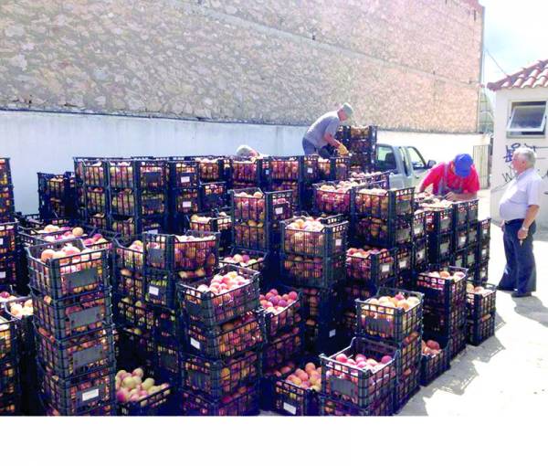 Διανεμήθηκαν 15 τόνοι ροδάκινα σε οικονομικά αδύναμους στην Τριφυλία