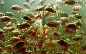 Τα πιράνχας τρέφονται με το χαμένο χρόνο