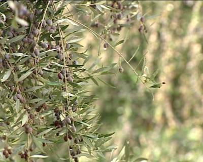 Να δοθούν λεφτά για τη δακοκτονία