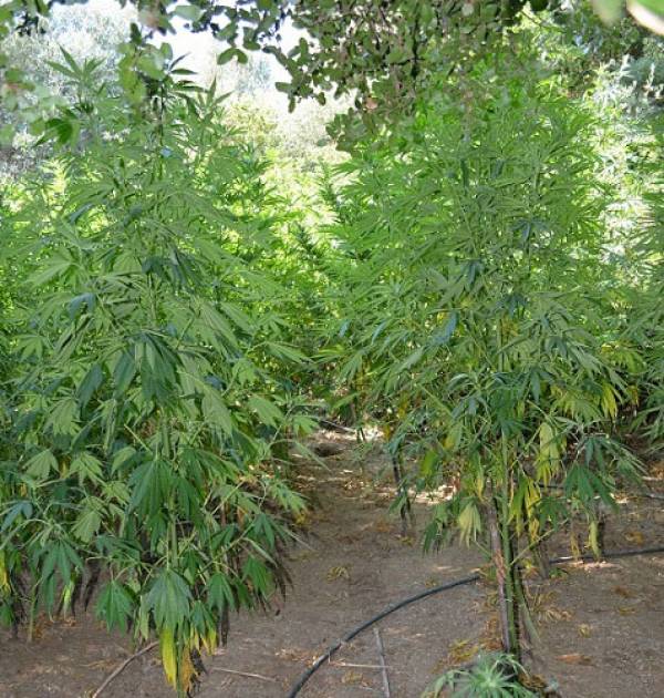 141 χασισόδεντρα κοντά στο Βουλκάνο εντόπισε το ελικόπτερο της ΕΛΑΣ