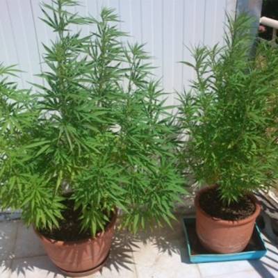 Καλαμάτα: 3 δενδρύλλια χασίς στην Θεμιστοκλέους