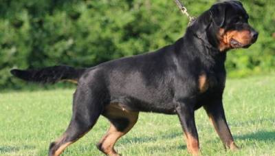 Ηράκλειο: Μωρό οκτώ μηνών δέχτηκε επίθεση από σκύλο - O πατέρας του χτύπησε την ιδιοκτήτριά του