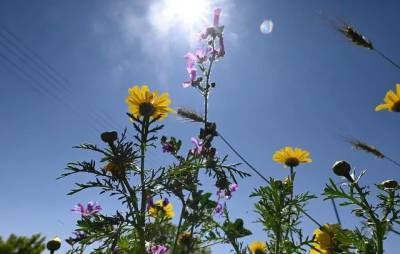Καιρός: Επιστρέφει η άνοιξη σήμερα (Βίντεο)