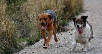 Σε τελικό στάδιο το καταφύγιο για τα αδέσποτα - Ο Δήμαρχος Μεσσήνης διαβεβαιώνει