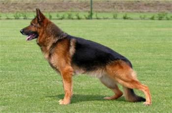 (Και) οι σκύλοι νιώθουν ζήλια...