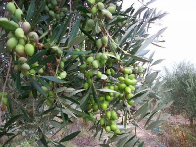 Δήμος Δυτικής Μάνης: Ενημερωτική εκδήλωση με ομάδα γεωπόνων