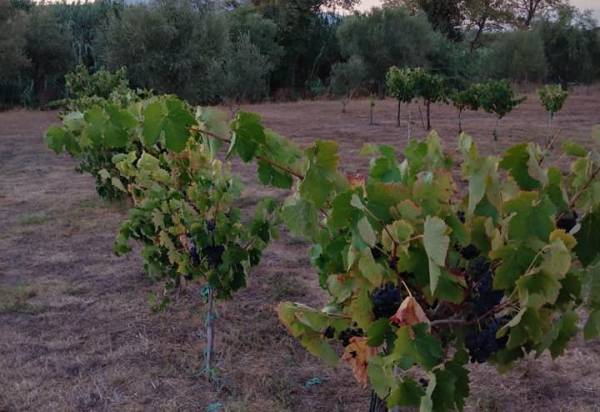 Συνεχίζονται τα προγράμματα κατάρτισης από ΕΛΓΟ “Δήμητρα”