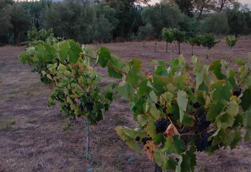 Συνεχίζονται τα προγράμματα κατάρτισης από ΕΛΓΟ “Δήμητρα”