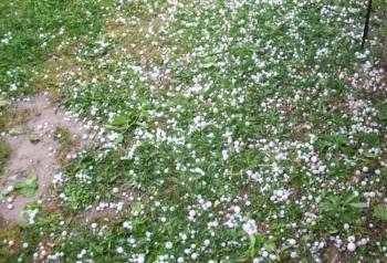 Στον ΕΛΓΑ Καλαμάτας οι πίνακες με τις περσινές ζημιές