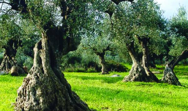Ρυγχίτης και πυρηνοτρήτης απειλούν τις ελιές