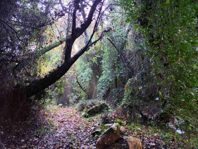 Τα Νεροπάτια στο Ρίπεσι «ζωντανά» μνημεία του τοπίου