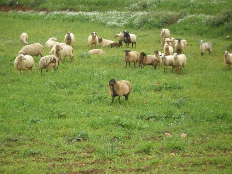 Οριστικοποιούνται τα ποσά της νέας ΚΑΠ: 31 ευρώ το στρέμμα η βασική νέα ενίσχυση