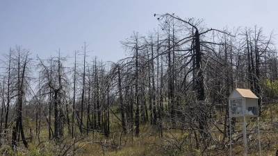 Συνελήφθη 52χρονος για την πυρκαγιά στα Μεσοχώρια Ευβοίας